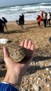 BATROUN, LET’S KEEP IT BLUE! 💙🌊

Saturday, January 31st, was marked by an inspiring beach clean-up in Batroun. Around 100 volunteers showed up, answering the call to action launched by @swiminitiative , @sos.aub and @livelunger — a reminder that the SEA is our shared responsibility as Lebanese citizens.
When we arrived, the shoreline was covered with trash, plastic, and microplastics washed back by the waves. Just two hours later, thanks to the relentless energy of our volunteers, the transformation was striking and full of hope.

And yes — we even rescued a baby turtle fighting to survive 🐢💙. It has now been placed in safe hands.
A big shout-out to @batrounmunicipality and the President of @batrounfestival for joining us on the ground and leading by example. Deep respect to every volunteer who showed up on a rainy morning to give back to our community, our sea, and our nature.
Thank you to our sponsors for making it possible:
@aquafinalebanon @taqasnacks @sanitalb @sanita.handy 

@lebtivity
@lebaneseredcross